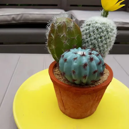 Apartment Holiday Casa Stefi Piazzogna